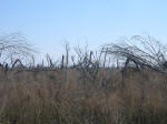 Hurricane-stripped trees near New Orleans.